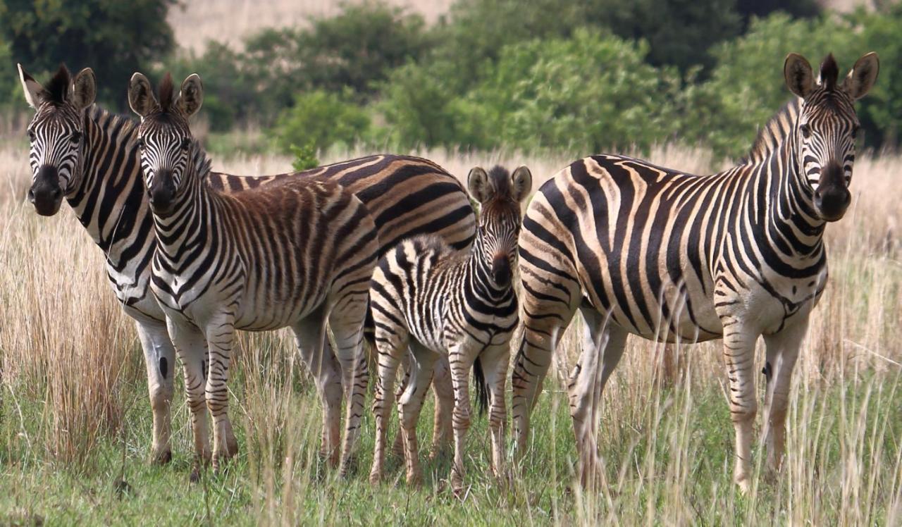 马加利斯堡Thaba Manzi Ranch公寓 外观 照片